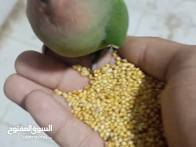طروف روز بركديلو مروضات للبيع
