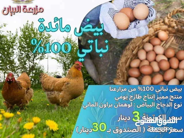 بيض مائده نباتي 100%