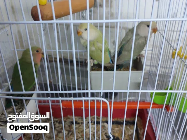 طيور روز ثلاث حبات للبيع او للبدل على طيور كوكتيل الشرط شغلات