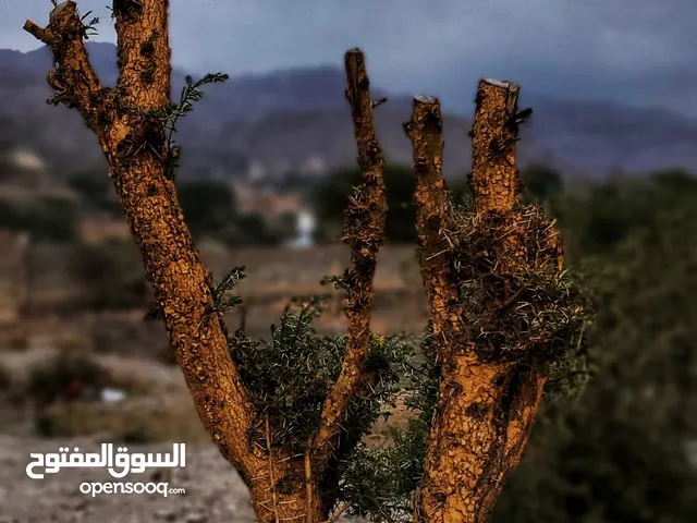 مصورة منتجات وتصوير فوتغراف