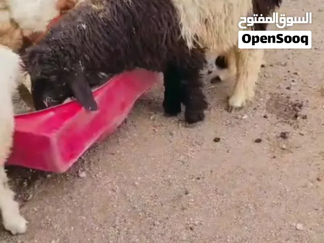 غنم ضحايه احجام مختلفه