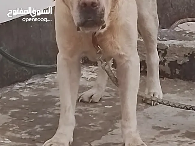 British labrador