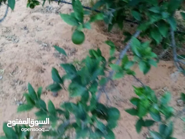 4 Bedrooms Farms for Sale in Tripoli Other