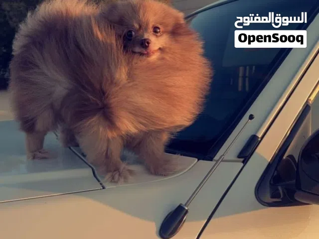 ذكر بومرين
