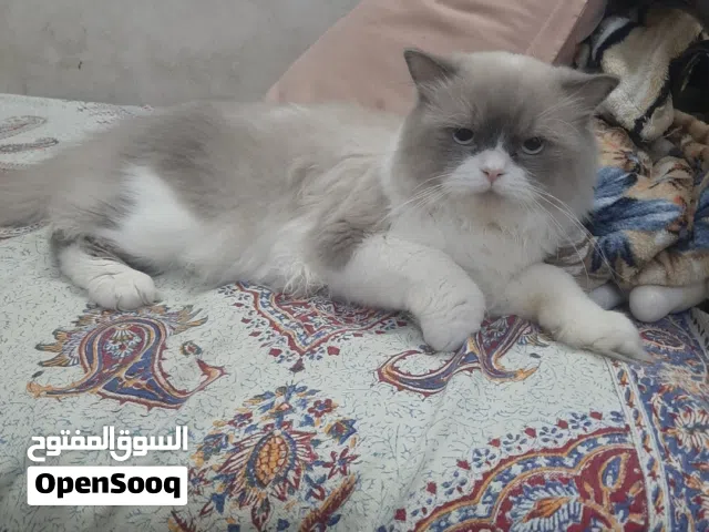 قط ذكر Male Cat