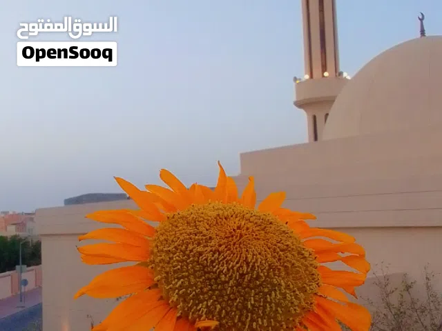 مطلوب مطلوب انثى كروان بسعر معقول ( مطلوب)