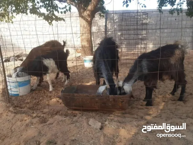 زوز معزات تحتهم زوز عنايق سنهم سداس