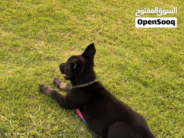 كلب جيرمن شبر