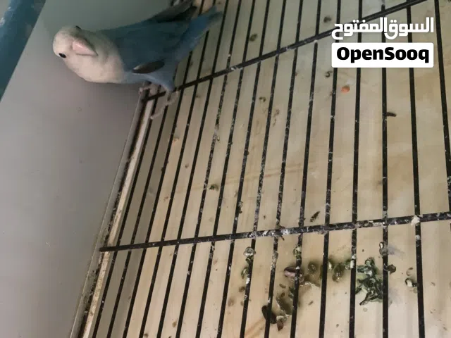 سلام عليكم ورحمة الله وبركاته متاح كوبيتين روز وذكر فردي صحة وحجم الله يبارك