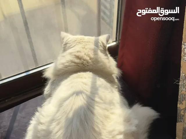 قط مفقود في مدينة سلمان (الشماليه)