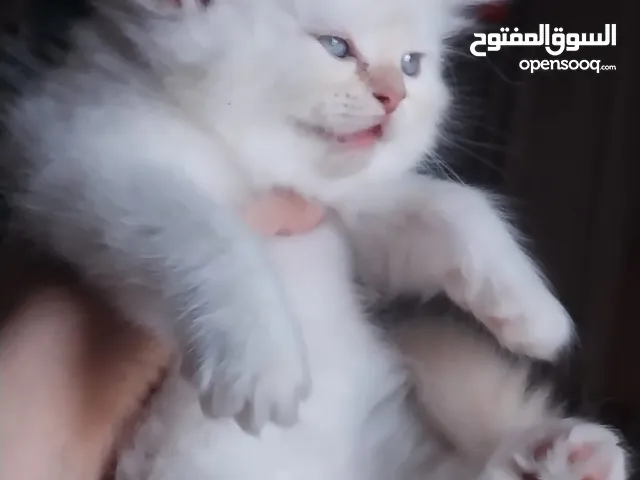 قطط هيمالايا اورانج بيور