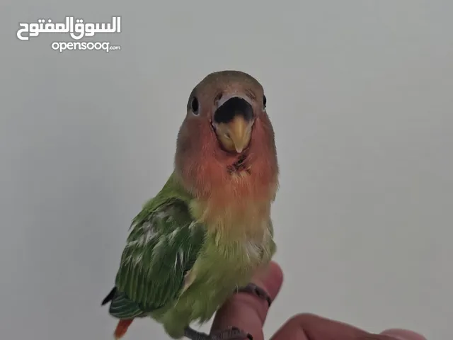 للبيع فرخ روز هدد خارجي قوي على وشك فطام
