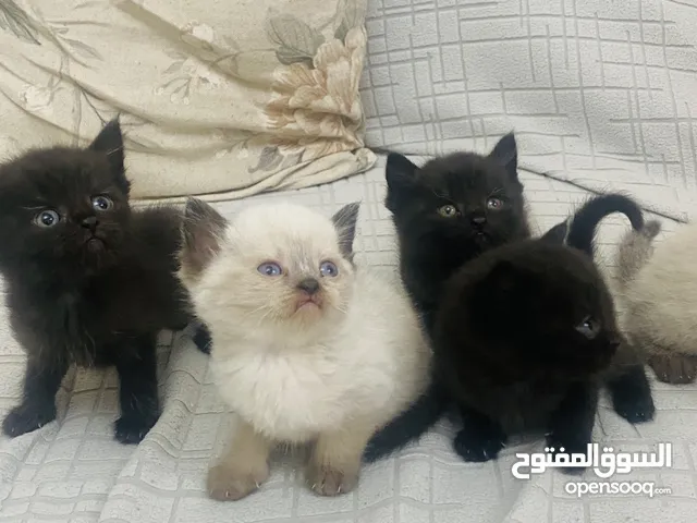 قطط بعمر الشهرين