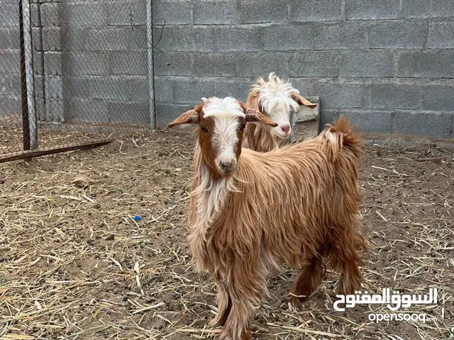 صخلات و تيس ظفاري