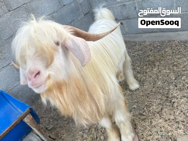 تيس رحبي فحل