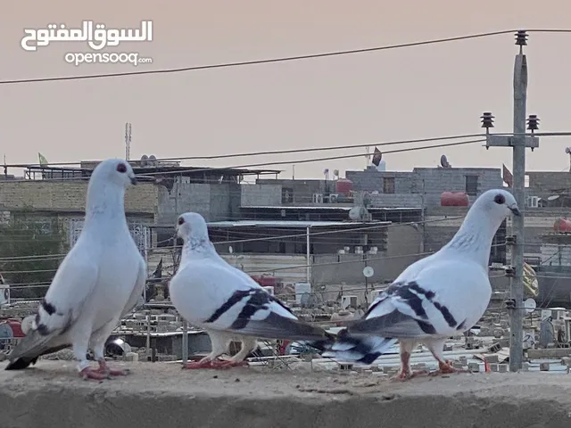حمام كحالي