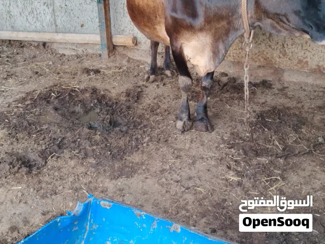 بقرة تهجين جيرسي إسباني