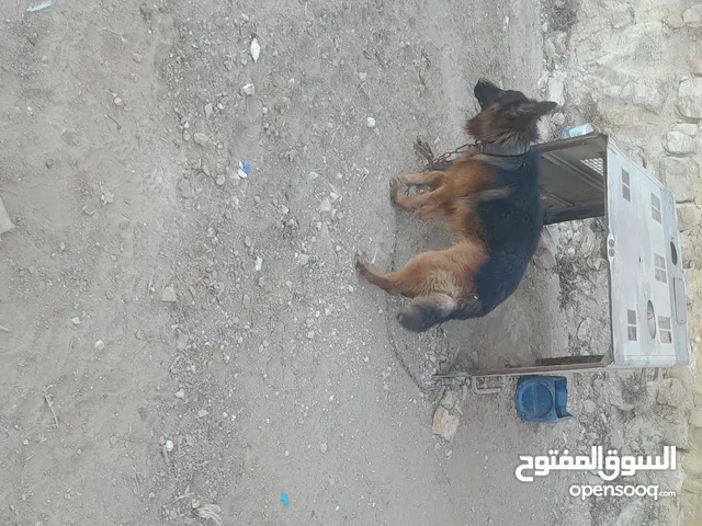 كلب جيرمن بكسها