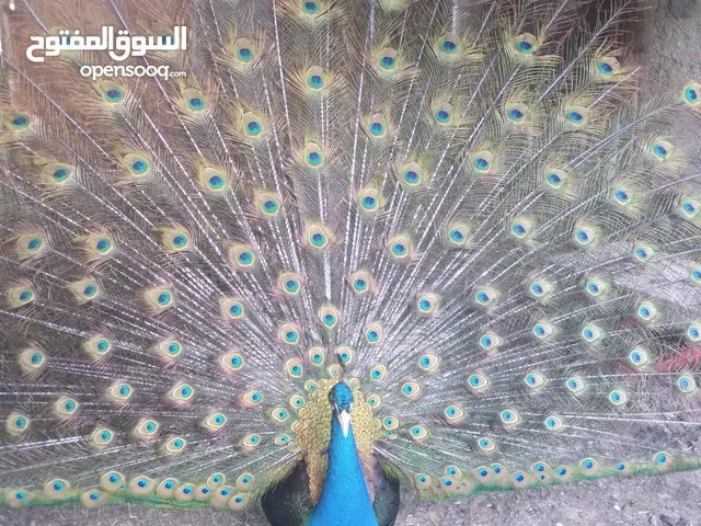 جوز طاوس 175دنار