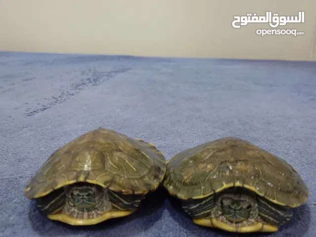 سلاحف رد اير