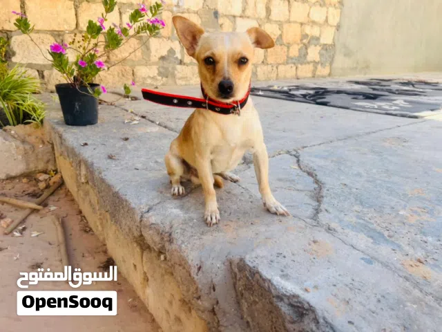 دكر تشواو ربي بارك يعلب ونشاط وخالي من الامراض طرابلس سوق الجمعة