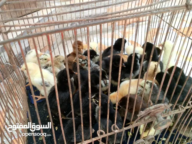 كتاكيت عرب للبيع