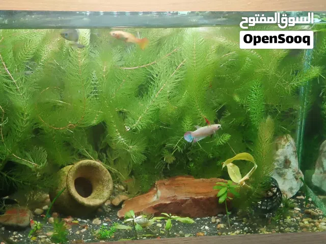 نبات احواض السمك ذيل الثعلب