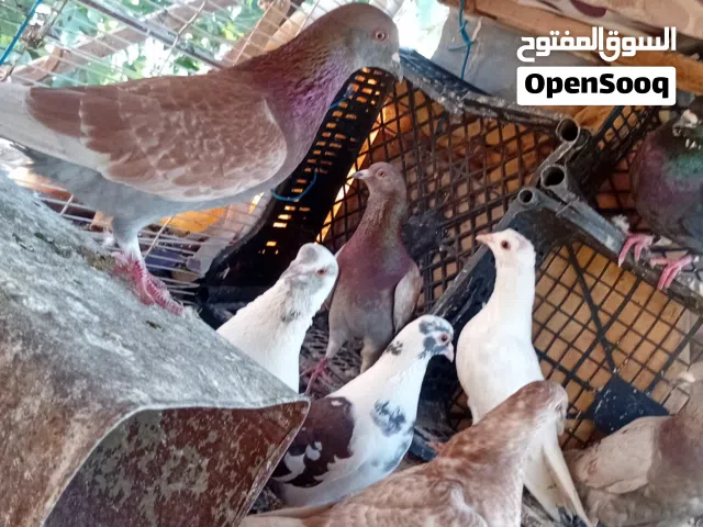 متوفر 15 حبه للبدل على شنير فراخ او جاج