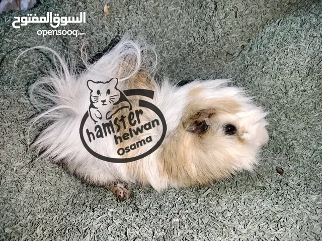 غنيا جامعه حلوان كلمني واتس