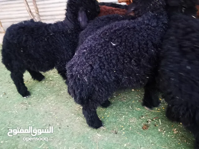 بهم عرب ضحايا