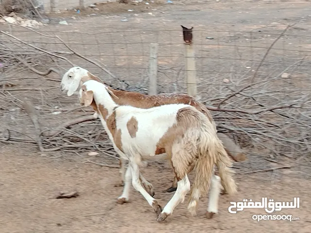 نعجتين هجين خرطومي الله يبارك اعشار بالجهاز  سنهم سداس ووحدة  أول جمع المكان صبراتة يوجد توصيل