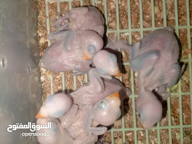 فرخ زق يدوي روز وكوكتيل ودرة ومخاليف هوغو