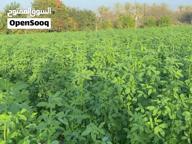قت للبيع بالفردي والجمله