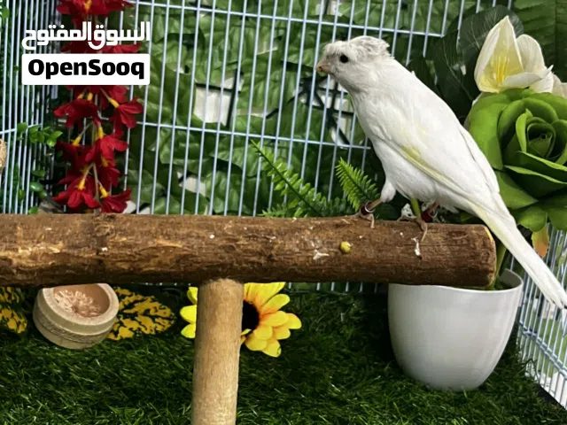 بندوق حسون كرست مغرد حسون