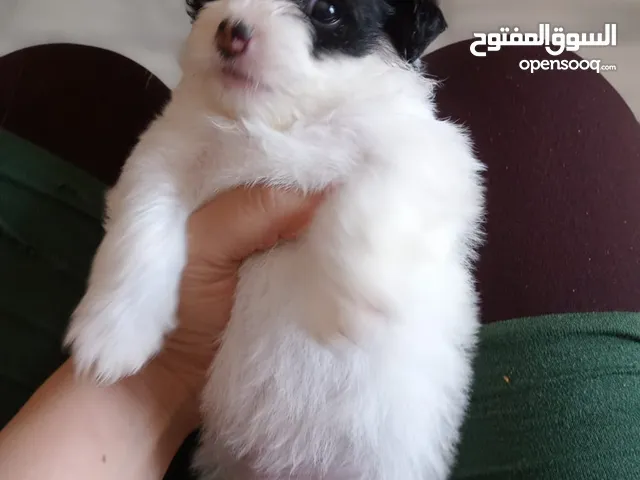 بنوته ميني مالتيز تحفه