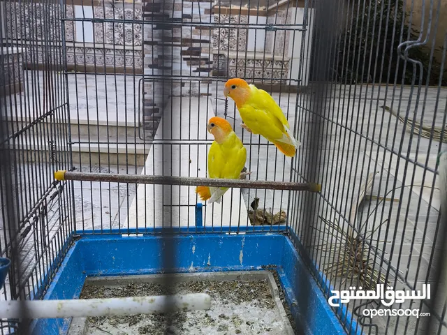 كوبيه بركديلو اورنج الله  ايبارك واتيات