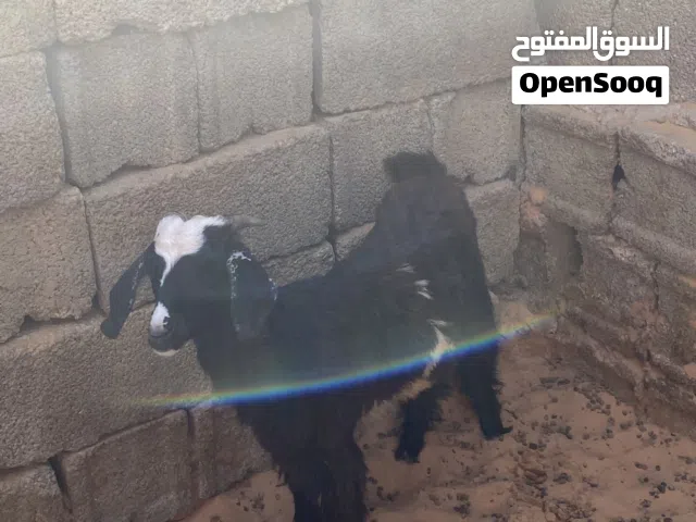 جدي ربي يبارك