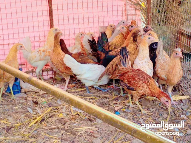 دجاج عماني عمر 3 شهور جاهز للذبح متبقي القليل