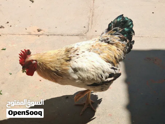 ديك العمر 7