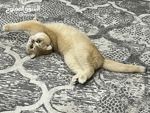 golden shaded scottish fold