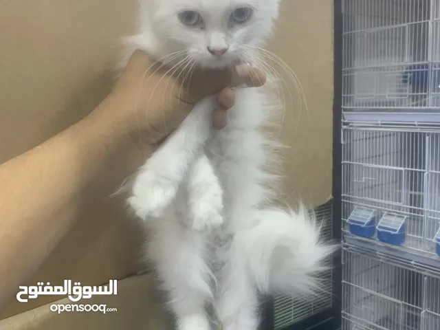 قطوس فارسي سيراجي عمر شهرين وشوي