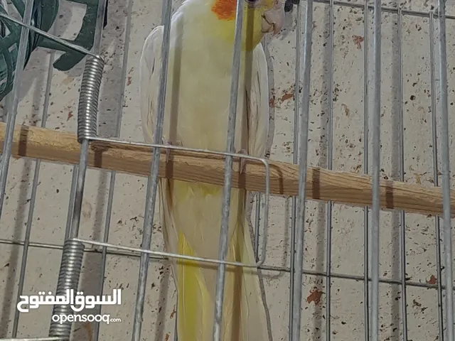 كوكتيل لاتينو وايزابيل  عين حمره شغالات ومنتجات وايت فيس  جاهزات بدون القفص الطيور بصحه ممتازه
