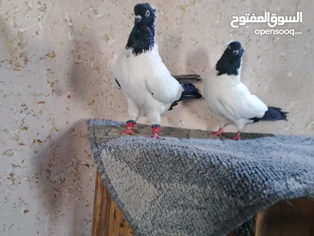 متاح جواز وفحول موجود في طبربور
