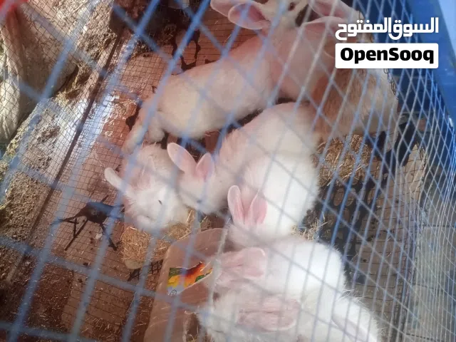 متوفر ارانب للبيع في منطقة القويسمة العمر من شهر ونصف إلى شهرين تم تطعيمهم ضد التسمم المعوي والديدان
