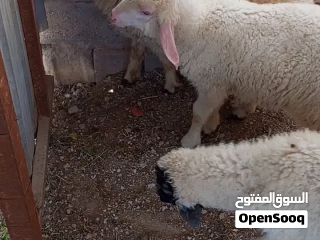 سلام عليكم للبيع 3 نثايه حلوات ملأت بيت