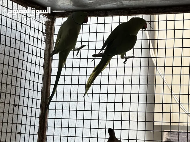 زوج بغبغاء الدرة الهندي حجم جامبو