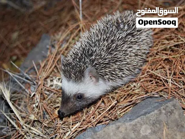 قنافذ للبيع