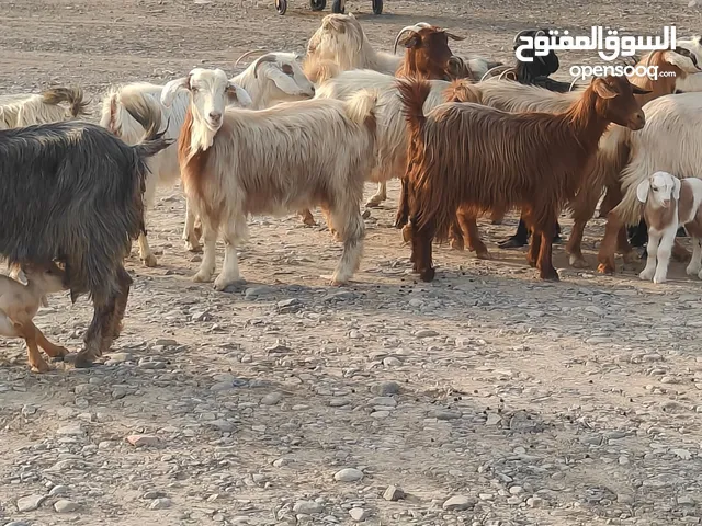 للبيع زرب غنم من قطيع واحد شي تحتهن مواليد وشي عشرات