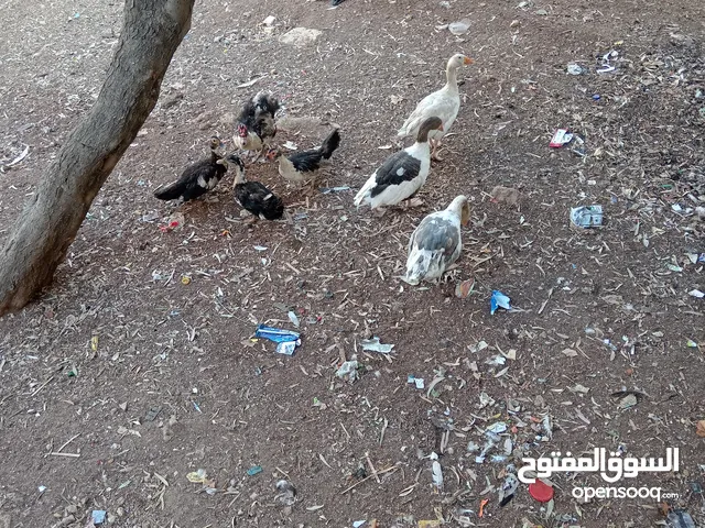بط للبيع مع وز
