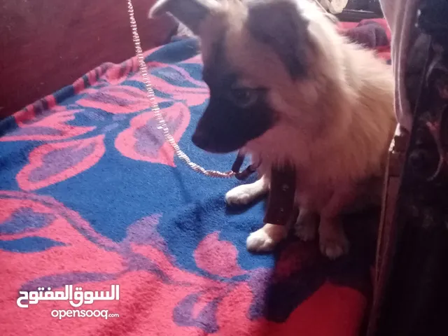 ، امبابه شارع الوحده واللي يلحق وربنا يبارك لصاحبه النصيب ب 1000 جنيه